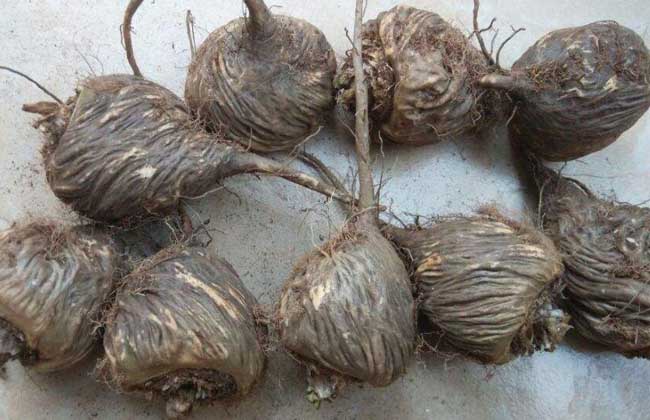 玛卡怎么吃效果最好?