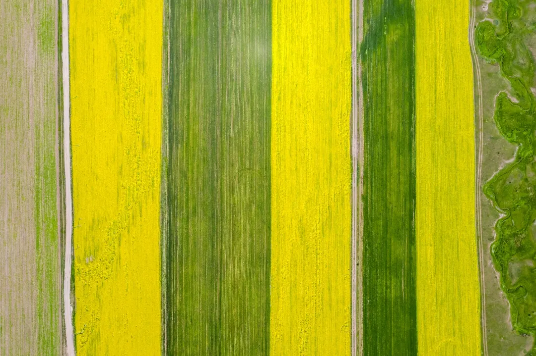 竺可桢：唐宋大诗人诗中的物候