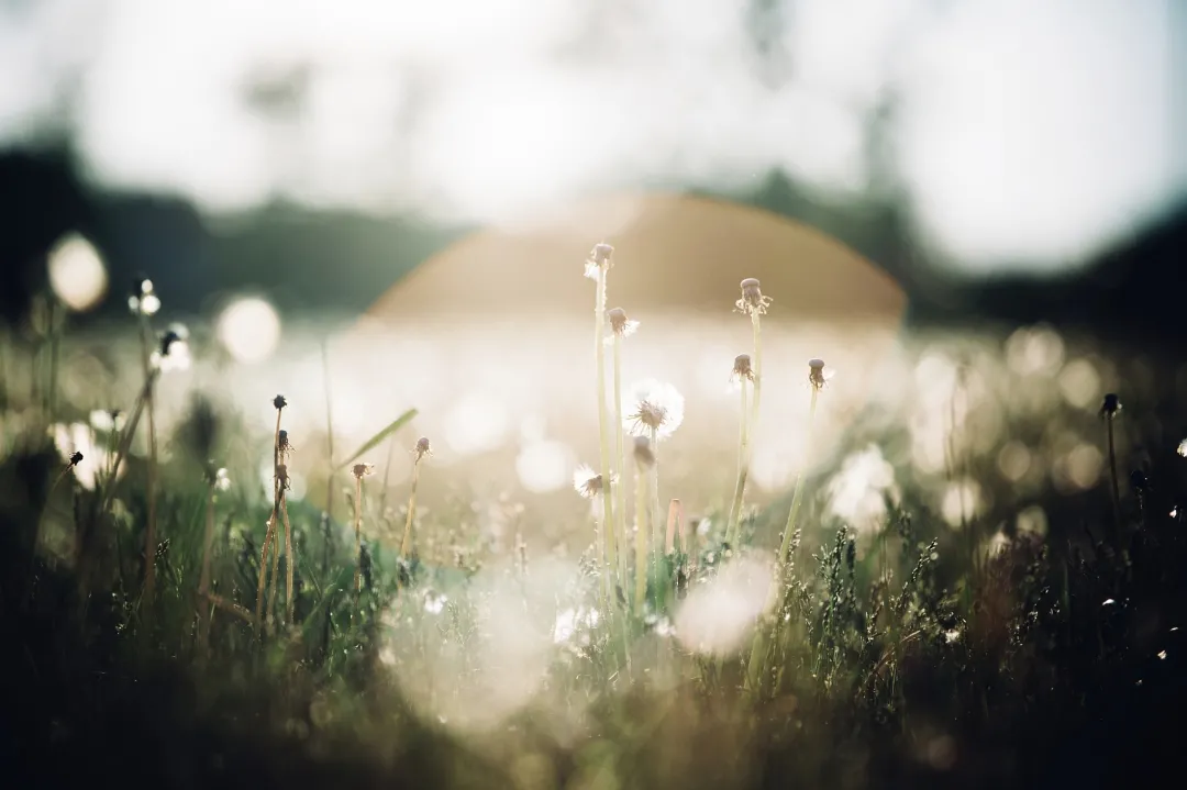 竺可桢：唐宋大诗人诗中的物候