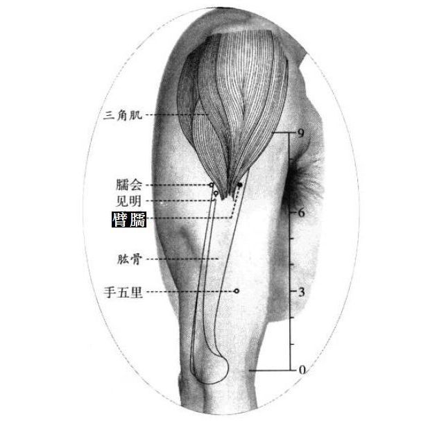 臂臑的证治纲要与定位图解