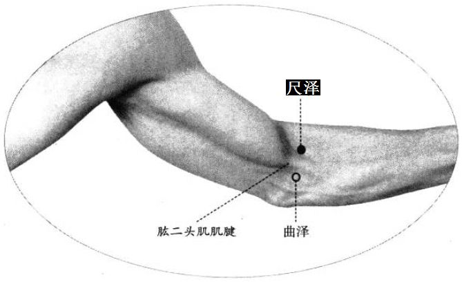 尺泽的证治纲要与定位图解