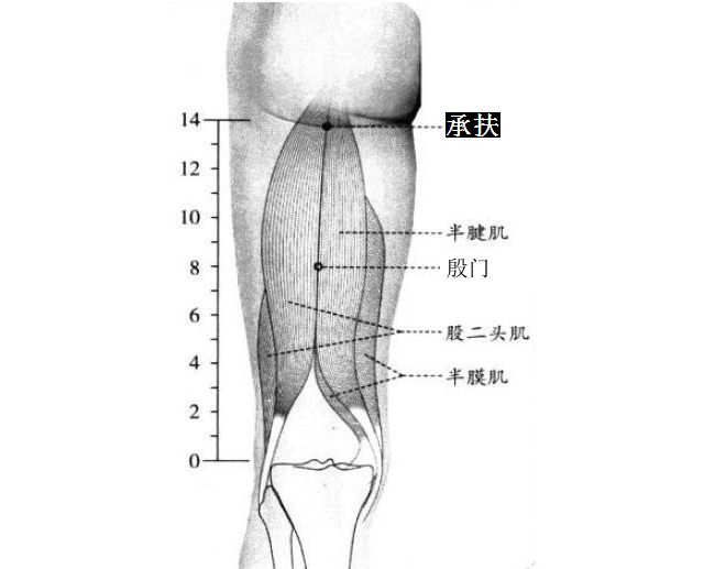承扶的证治纲要与定位图解