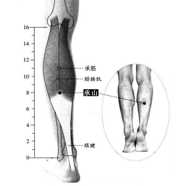 承山的证治纲要与定位图解