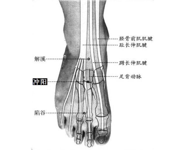 冲阳的证治纲要与定位图解