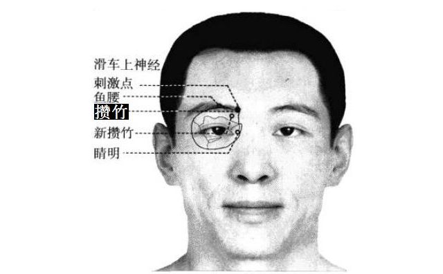 攒竹的证治纲要与定位图解