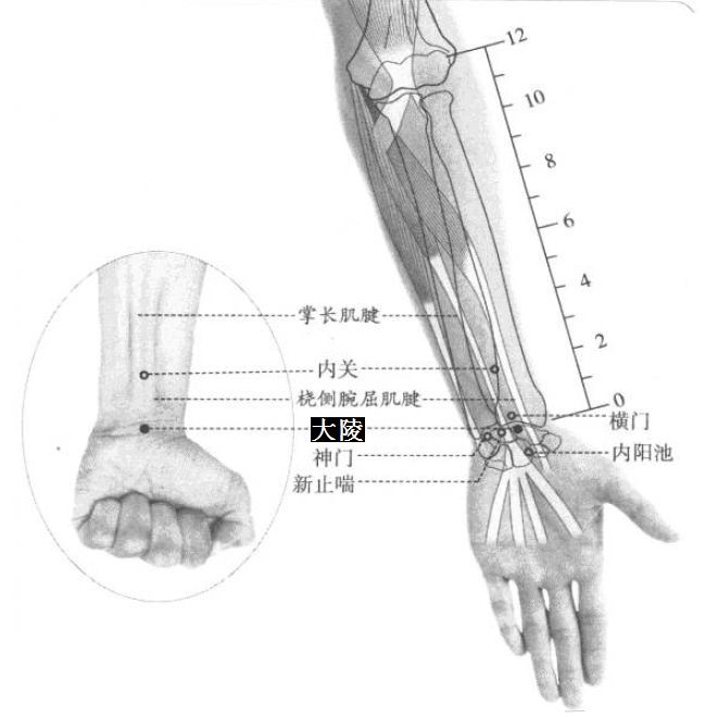大陵的证治纲要与定位图解