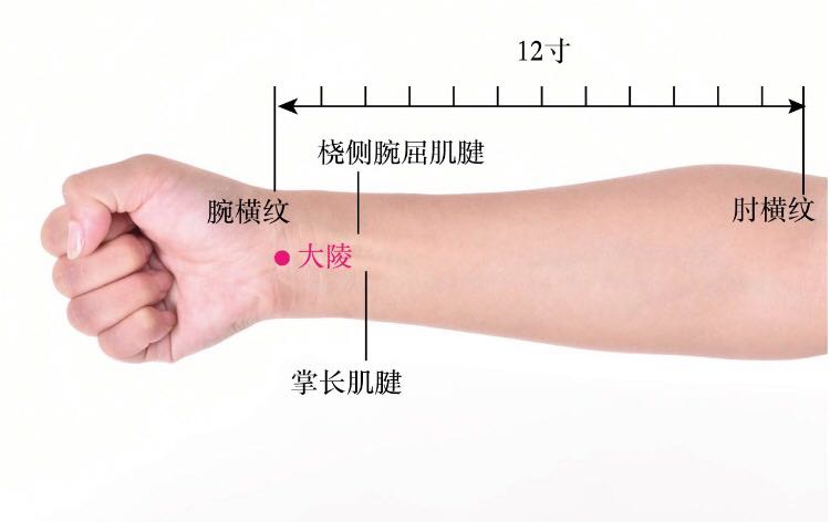 大陵的证治纲要与定位图解