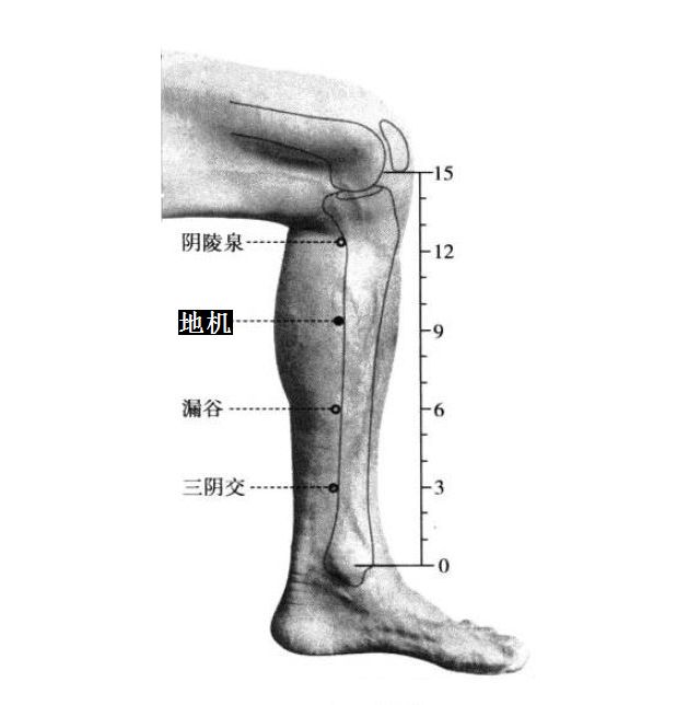 地机的证治纲要与定位图解