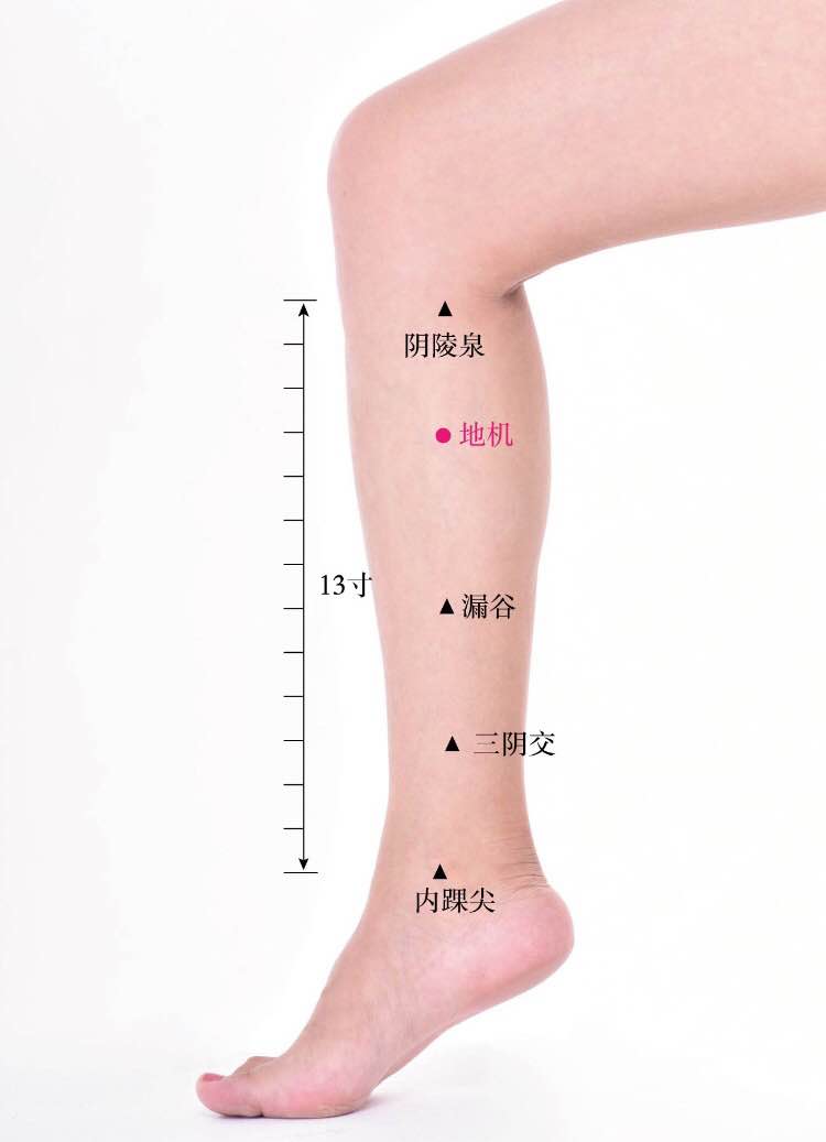 地机的证治纲要与定位图解