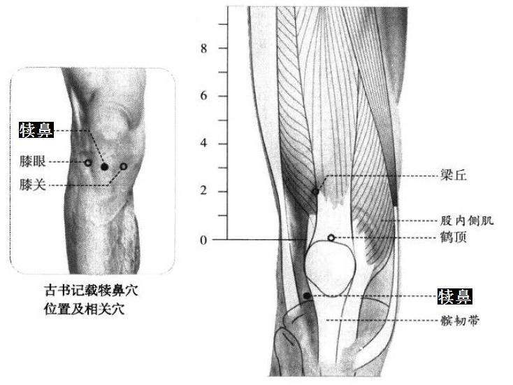 犊鼻的证治纲要与定位图解