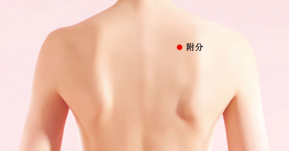 附分的证治纲要与定位图解