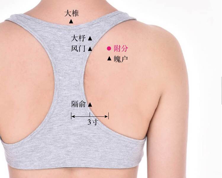 附分的证治纲要与定位图解