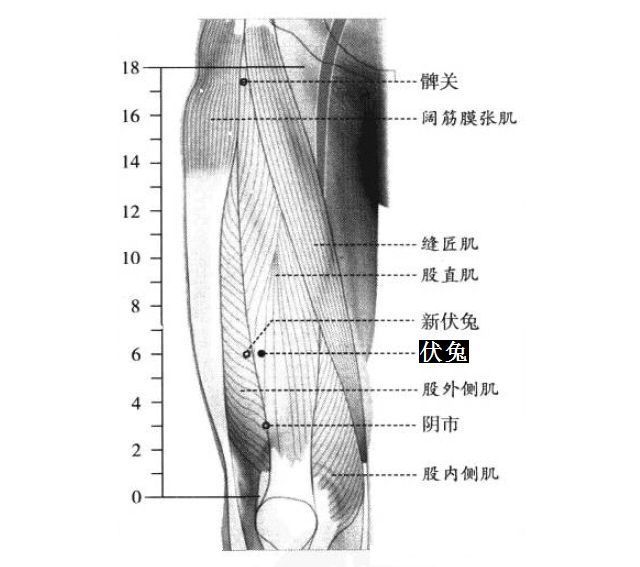 伏兔的证治纲要与定位图解