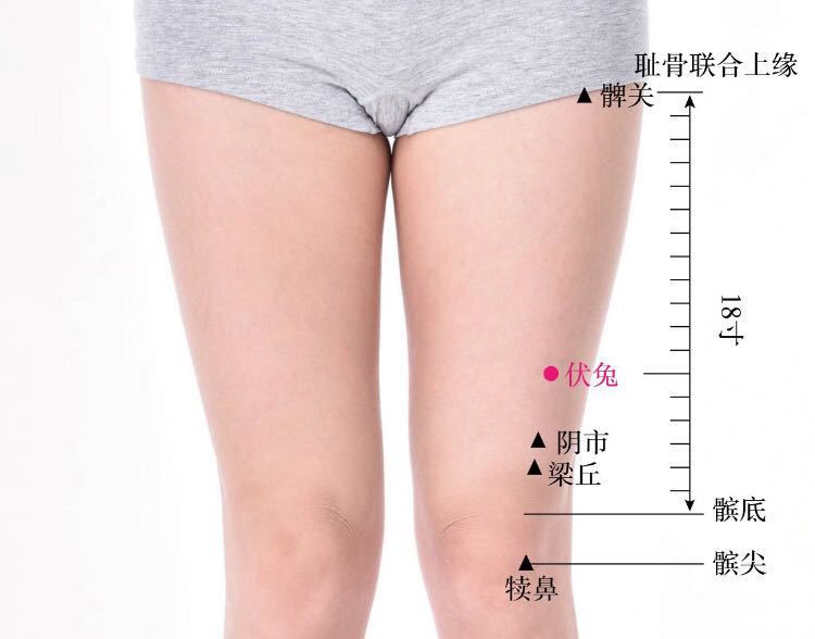 伏兔的证治纲要与定位图解