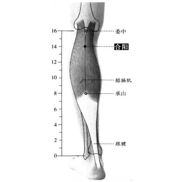 合阳的证治纲要与定位图解