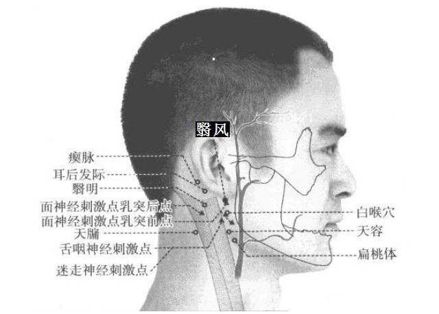 翳风的证治纲要与定位图解