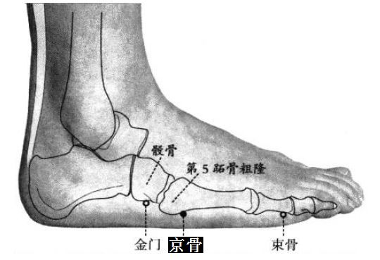 京骨的证治纲要与定位图解