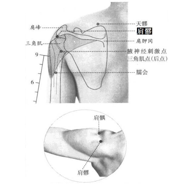 肩髎的证治纲要与定位图解