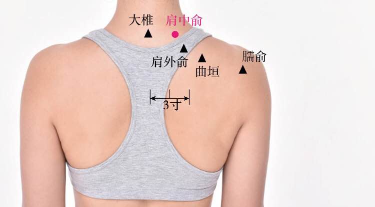 肩中俞的证治纲要与定位图解