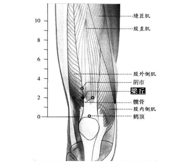 梁丘的证治纲要与定位图解
