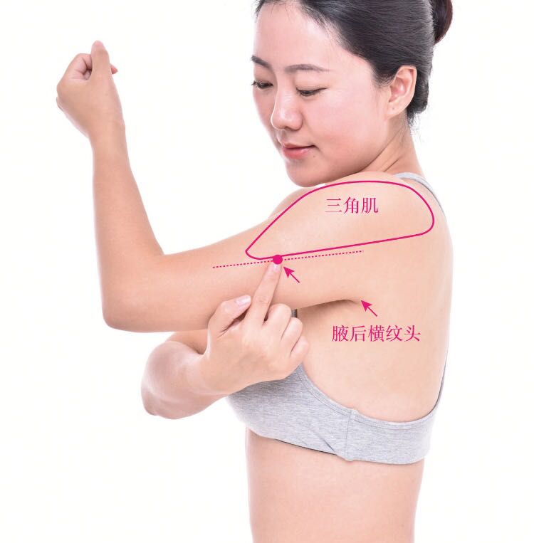 臑会的证治纲要与定位图解