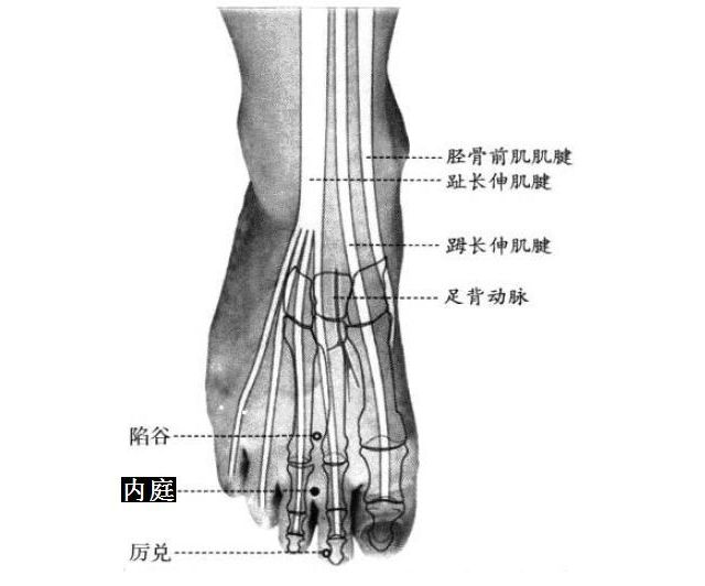 内庭的证治纲要与定位图解