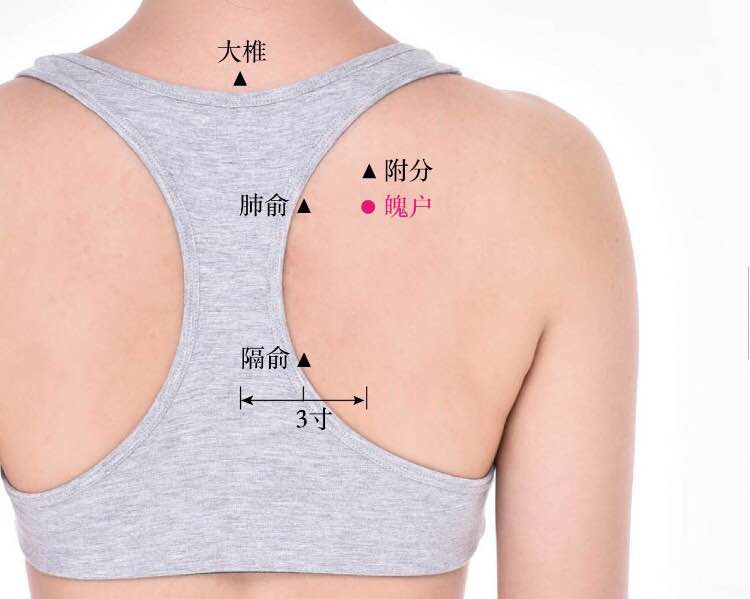 魄户的证治纲要与定位图解