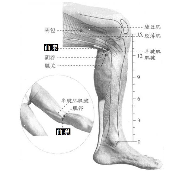 曲泉的证治纲要与定位图解