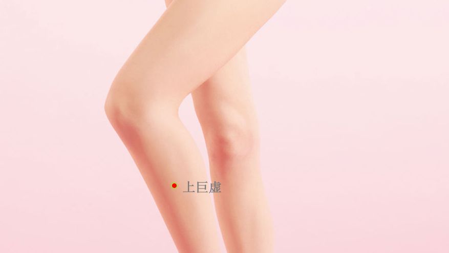 上巨虚的证治纲要与定位图解