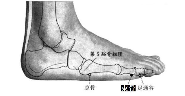 束骨的证治纲要与定位图解