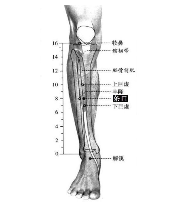 条口的证治纲要与定位图解
