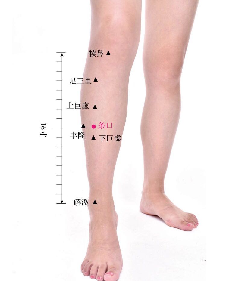 条口的证治纲要与定位图解
