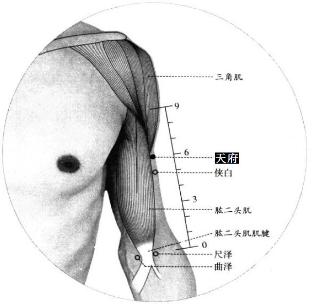 天府的证治纲要与定位图解