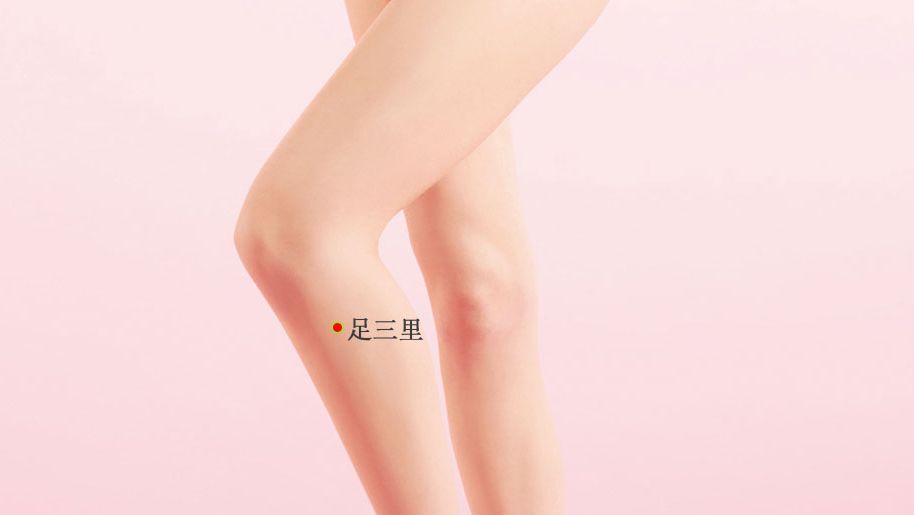 足三里的证治纲要与定位图解