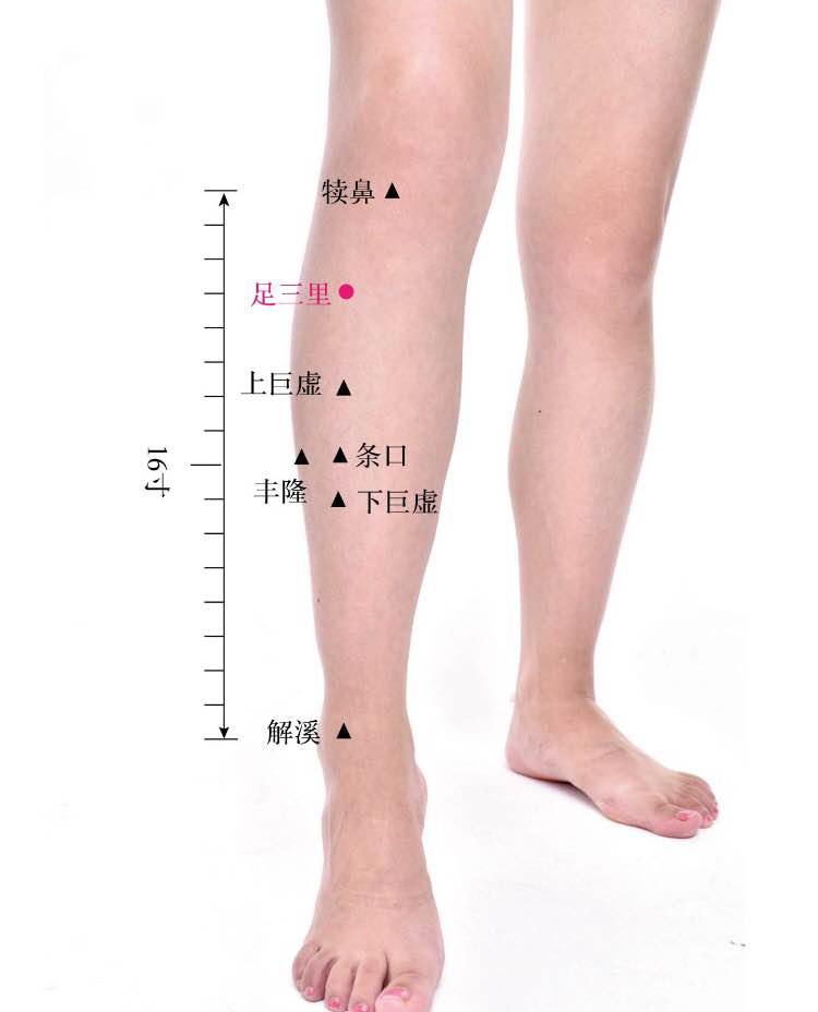 足三里的证治纲要与定位图解