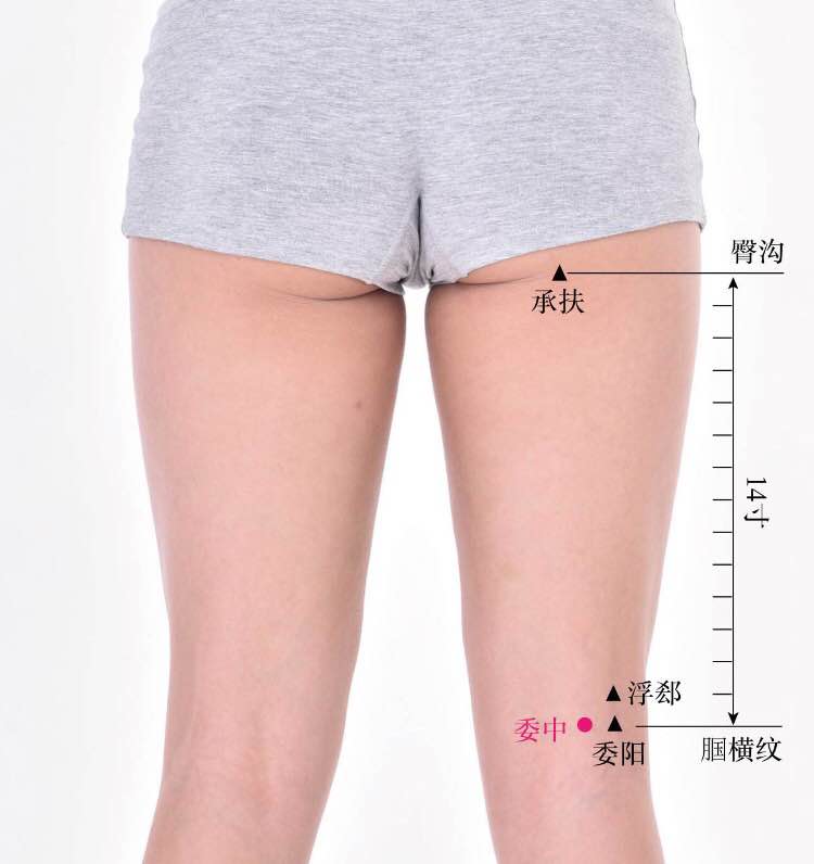 委中的证治纲要与定位图解