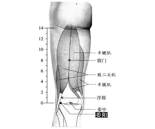 委阳的证治纲要与定位图解