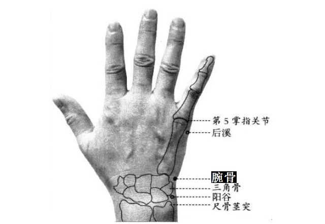 腕骨的证治纲要与定位图解