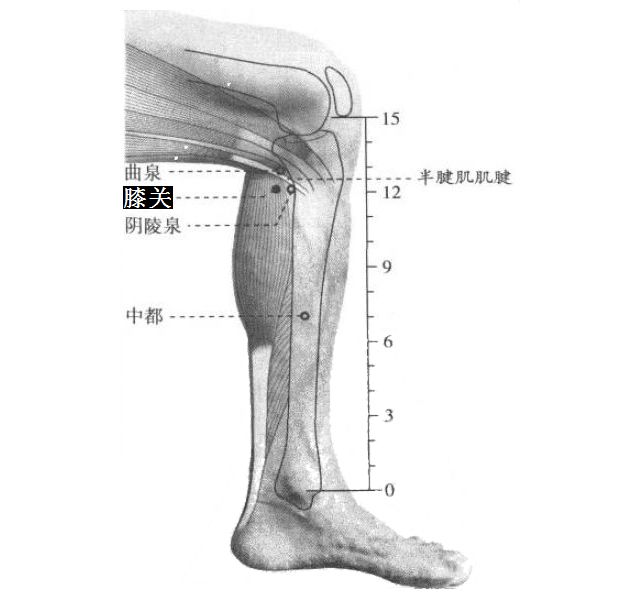 膝关的证治纲要与定位图解