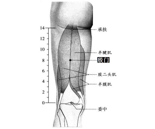 殷门的证治纲要与定位图解