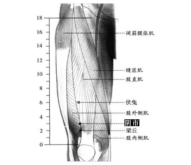 阴市的证治纲要与定位图解