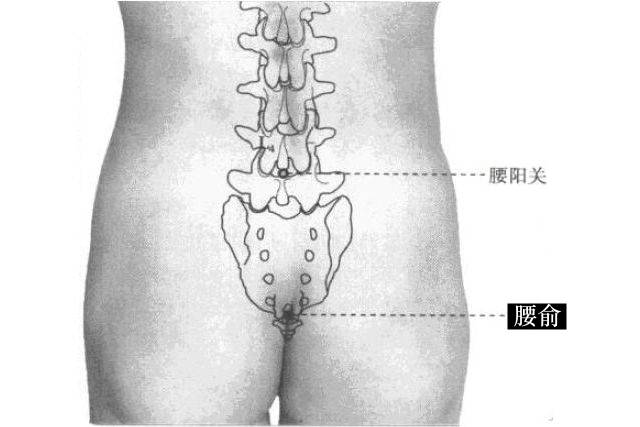 腰俞的证治纲要与定位图解