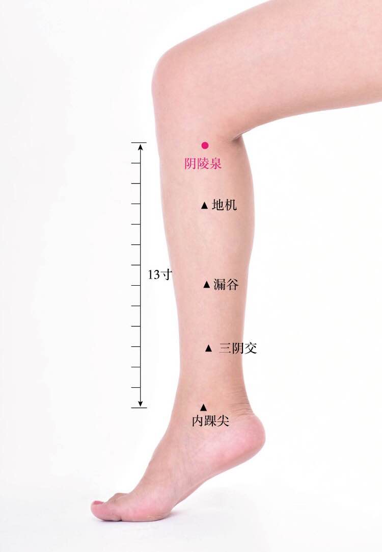 阴陵泉的证治纲要与定位图解