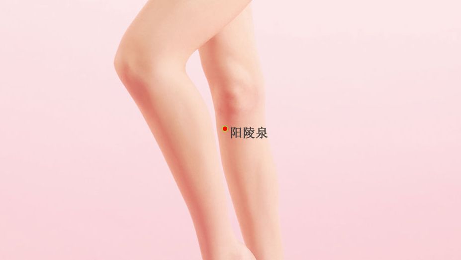 阳陵泉的证治纲要与定位图解