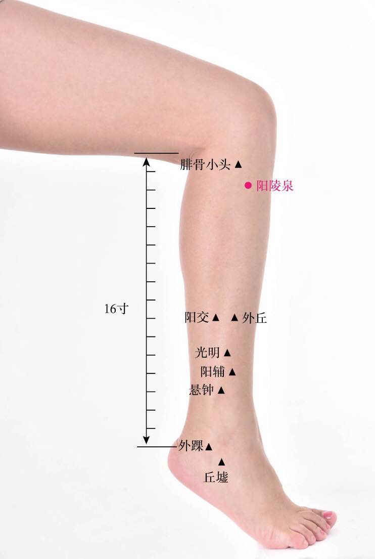 阳陵泉的证治纲要与定位图解