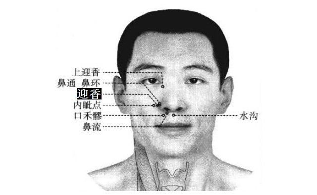 迎香的证治纲要与定位图解