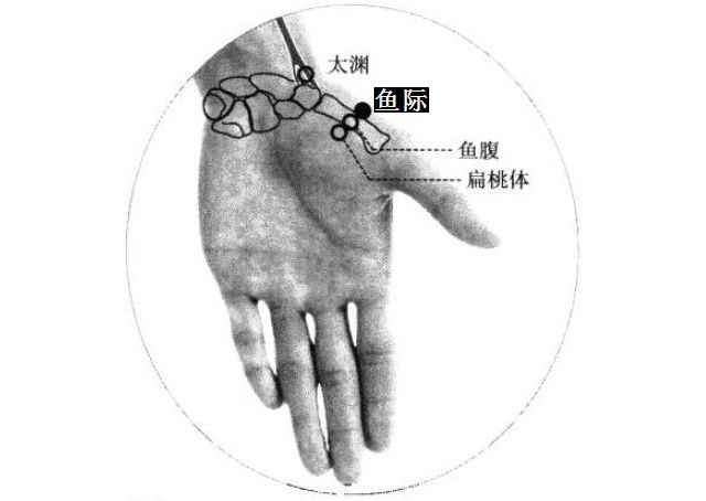 鱼际的证治纲要与定位图解
