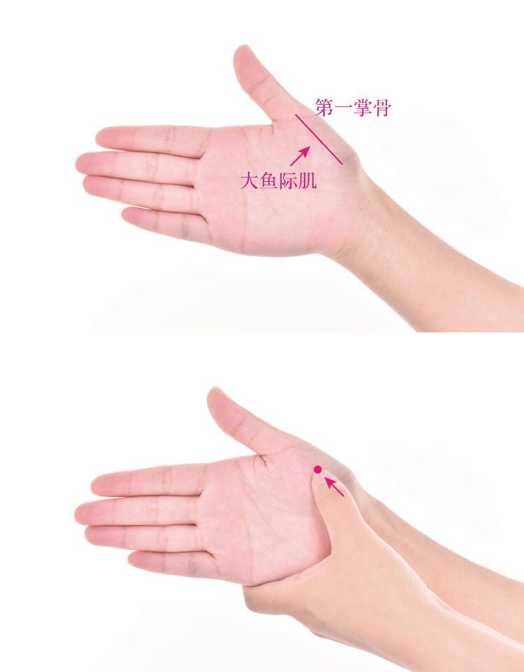 鱼际的证治纲要与定位图解