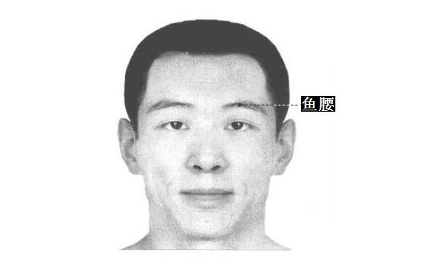 鱼腰的证治纲要与定位图解