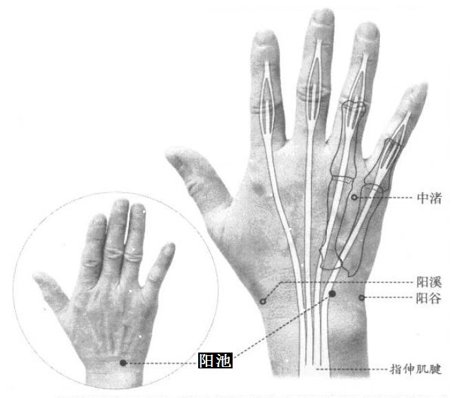 阳池的证治纲要与定位图解
